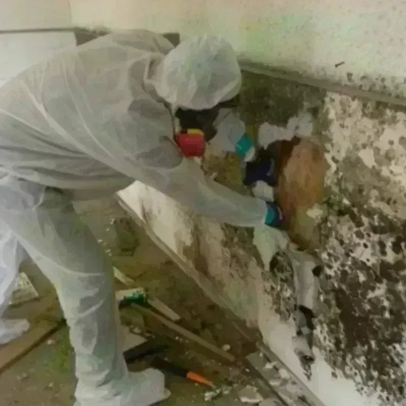 Mold Remediation and Removal in Eureka, NV